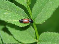 Ampedus balteatus