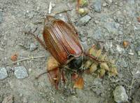 Melolontha melolontha - Common Cockchafer