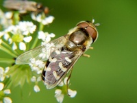 Scaeva pyrastri