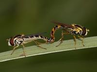 Sphaerophoria scripta - Hover fly