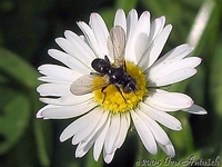 Phania funesta