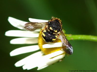 Anthidiellum strigatum