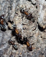 Liometopum microcephalum