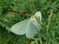 Geometra papilionaria - Large Emerald