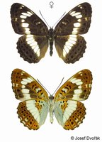 Limenitis camilla - White Admiral