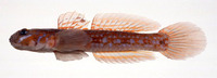 Istigobius hoshinonis, :