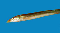 Hyperoplus immaculatus, Greater sand-eel: