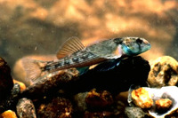 Etheostoma inscriptum, Turquoise darter: