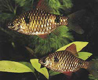 Puntius cumingii, Two spot barb: aquarium