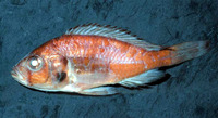Haplochromis nubilus, Blue Victoria mouthbrooder: