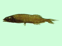 Alepocephalus bicolor, :