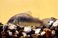 Corydoras aeneus, Bronze corydoras: aquarium