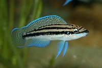 Julidochromis dickfeldi, : aquarium