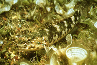 Mauligobius maderensis, :