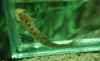 Bullockia maldonadoi, :