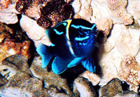 Neoglyphidodon oxyodon, Bluestreak damselfish: aquarium