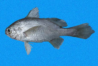 Stellifer zestocarus, Softhead stardrum: fisheries