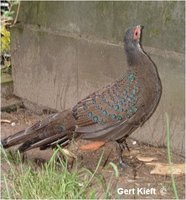 Germain's Peacock-Pheasant Polyplectron germaini