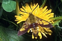 Hemaris fuciformis - Broad-bordered Bee Hawk-moth