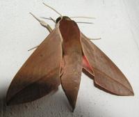 Theretra alecto - Levant Hawk-moth
