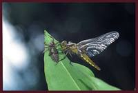 Libellula quadrimaculata - Four-spotted Chaser