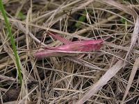 Chrysochraon dispar