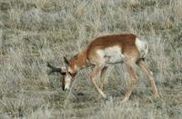 Image of: Antilocapra americana (pronghorn)