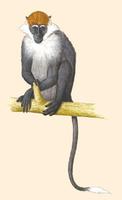 Image of: Cercocebus torquatus (red-capped mangabey)