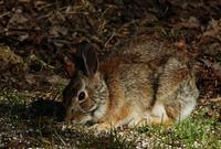 Image of: Sylvilagus floridanus (eastern cottontail)