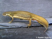 Triturus vulgaris vulgaris