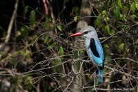 Halcyon senegalensis - Woodland Kingfisher
