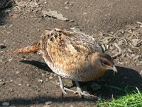 Syrmaticus humiae - Hume's Pheasant