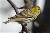 Serinus serinus - European Serin