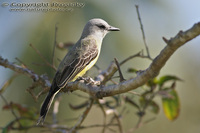 Tyrannus melancholicus - Tropical Kingbird