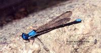 Image of: Argia apicalis