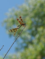 Image of: Celithemis elisa