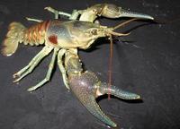 Image of: Orconectes rusticus (rusty crayfish)