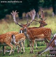 Dama dama - Fallow Deer