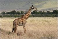 Giraffa camelopardalis tippelskirchi - Masai Giraffe