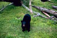 Ursus americanus luteolus - Louisiana Black Bear