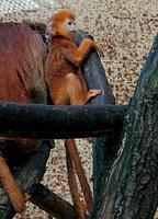 Trachypithecus auratus - Javan Langur