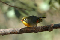 Image of: Leiothrix lutea (red-billed mesia)