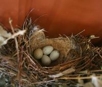 Image of: Melospiza melodia (song sparrow)