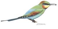 Image of: Merops ornatus (rainbow bee-eater)