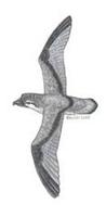 Image of: Pachyptila vittata (broad-billed prion)