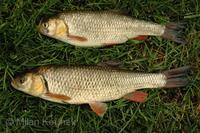 Squalius cephalus - European Chub