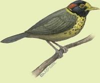 Image of: Stachyris speciosa (flame-templed babbler)