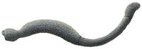 Image of: Chaetoderma argenteum (glistenworm)