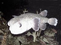 Image of: Diodon holocanthus (balloon fish, spiny puffer)