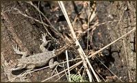 Image of: Sceloporus olivaceus (Texas spiny lizard)